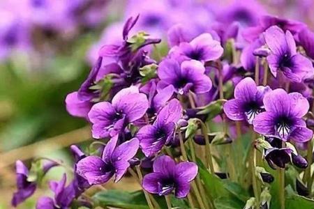 紫花开花时间