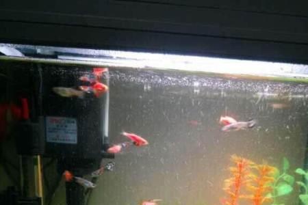 新鱼缸怎么样养水