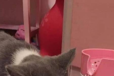 家里养的猫喝过的水人能喝吗