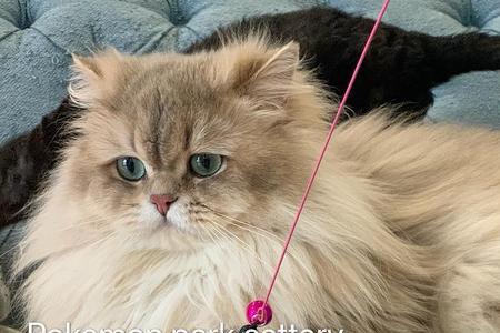 长毛虎斑猫和长毛蓝金的区别