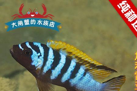 马鲷混养品种选择