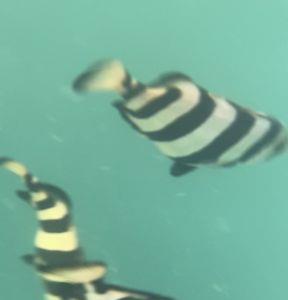 十间鱼产卵特征