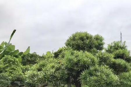 海岛罗汉松档次怎么样