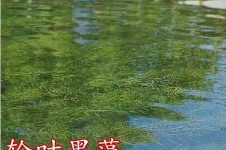 养观赏蟹要用纯净水吗
