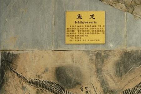 蛇身鱼尾是什么龙