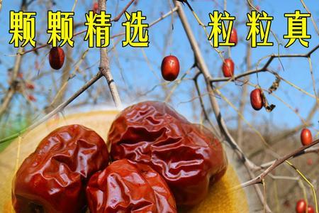 柳林滩枣特点