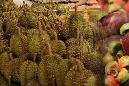 广西适合种什么品种山竹