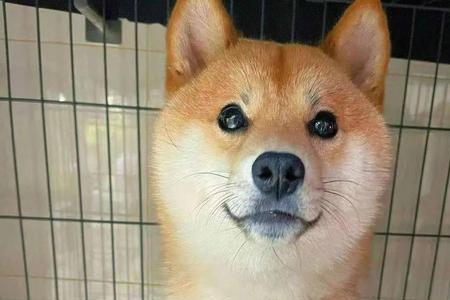 十一个月柴犬吃多少