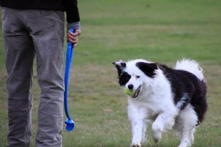 边境牧羊犬适合在什么地方养