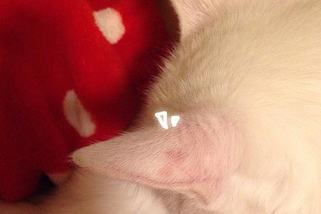 猫咪挠耳朵的正确方法