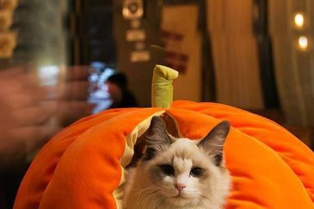 猫吃南瓜的正确方法