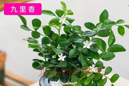 九里香和玫瑰可以一起养吗
