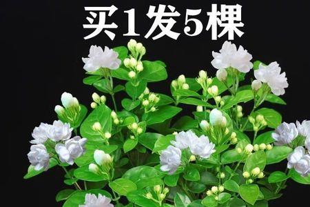 垂丝茉莉花苞期怎么养护