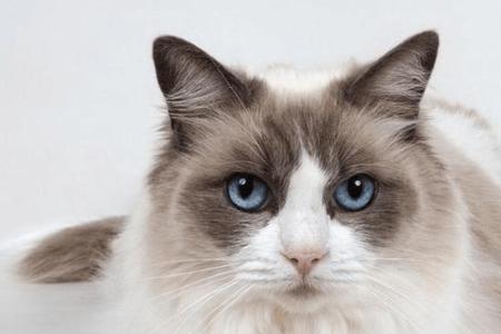 什么宠物不怕猫而且不贵