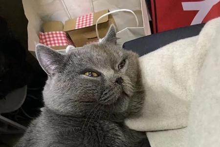 英短蓝猫晒太阳好吗
