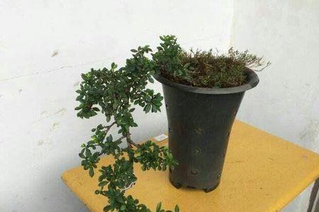 铁马鞭树桩盆景冬天会落叶吗