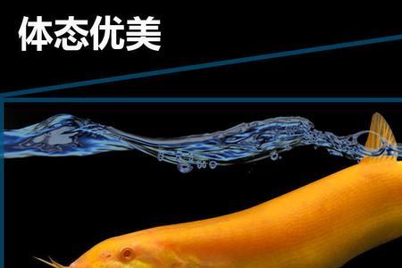黄金泥鳅清洁鱼缸吗