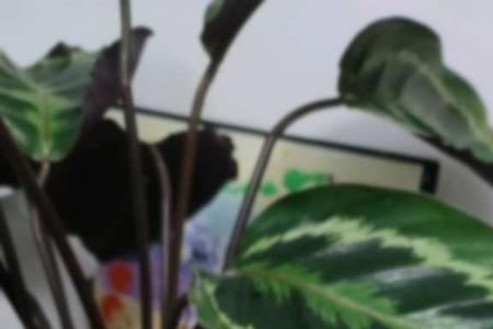 紫背竹芋叶子下垂新叶发黄