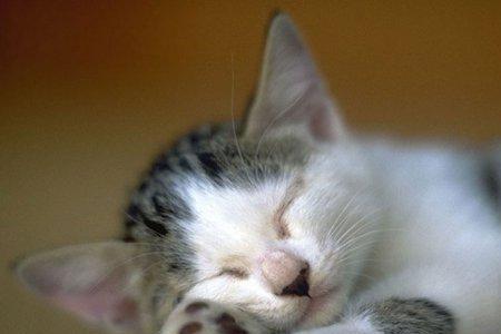 电脑房养猫可以吗