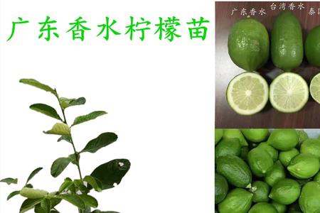 香水柠檬开花期间怎么修剪