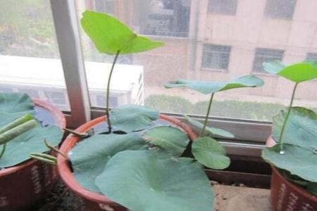 怎么在鱼缸里养碗莲