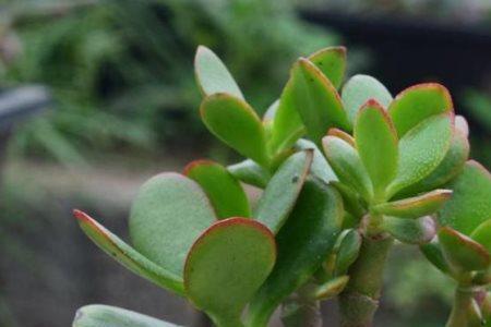 玉树养护方法一年开几次花