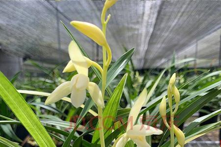 建兰国色天香和青山玉泉的区别