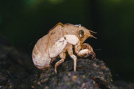 蝉蜕可以煮饭吗