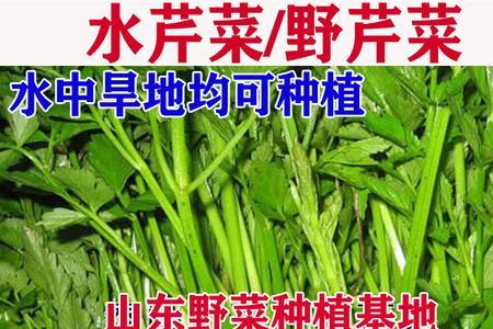 山芹和水芹有什么区别