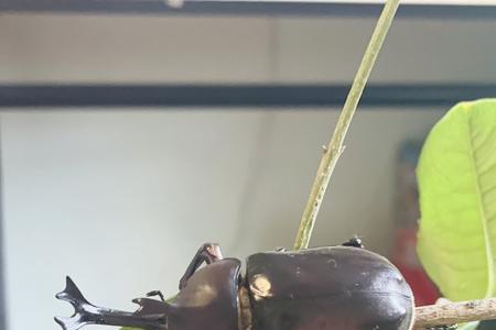 独角仙为什么不愿意飞