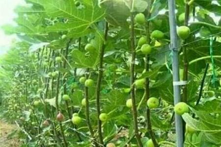 无花果栽种多少天后才能施肥