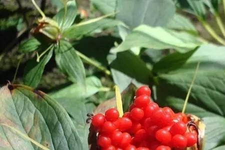 八重楼花是什么花