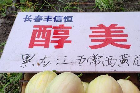 东北香瓜与南方区别