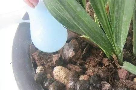 生根液可以直接浇菜盆里吗