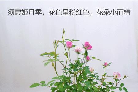 紫咲好还是姬月季好