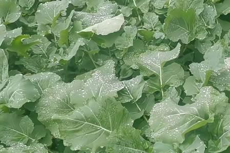 油菜几年生