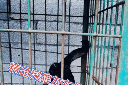 东德牧羊犬身高体长怎么测量