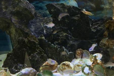 三湖慈鲷缸除藻用什么螺