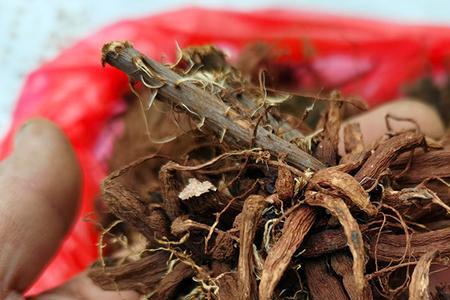 红胡麻的学名叫什么