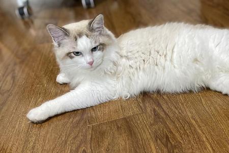 山猫布偶适合繁殖吗