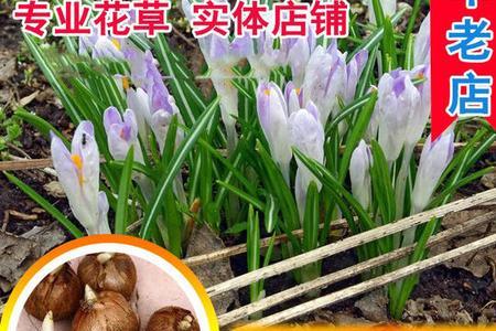 藏红花种子和香雪兰种子哪个贵
