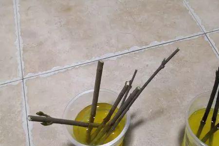 柳树枝做生根水可以用锅煮吗