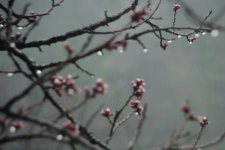 杏花沾雨什么意思