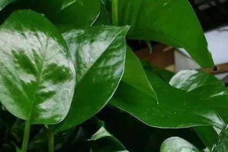双氧水可以给植物灌根吗