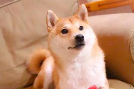柴犬怎么不吃火腿肠