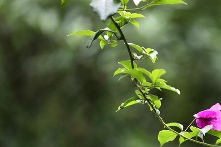 甘做绿叶衬红花类似的诗句