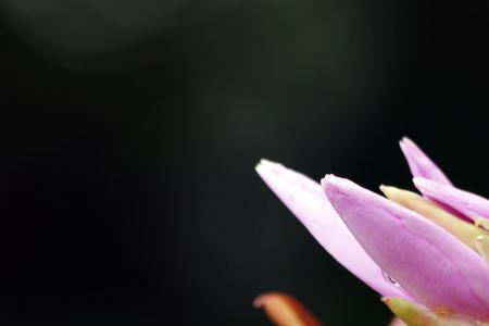 鹿角杜鹃什么时候开花