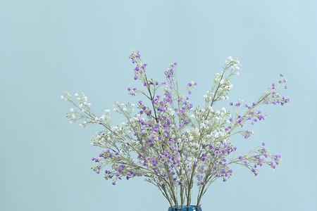 满天星能防蚊虫吗