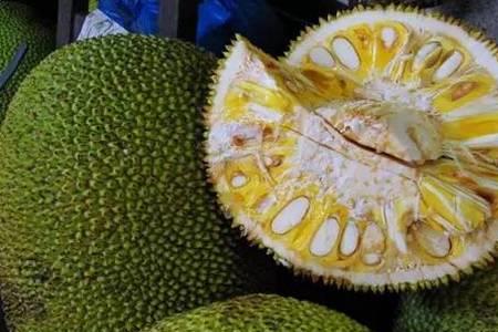 菠萝蜜没熟会有锈斑吗