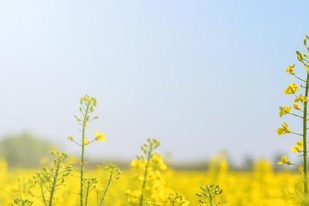 形容油菜花成语
